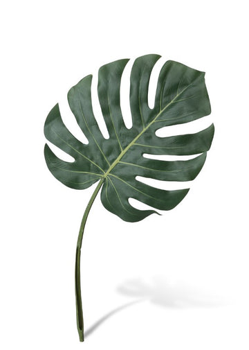Monstera Leaf