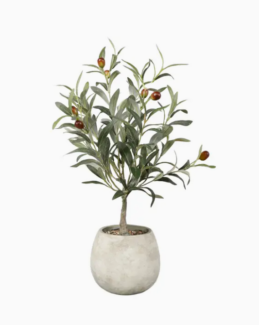 23" Olive Tree in 6.25" Cement Pot