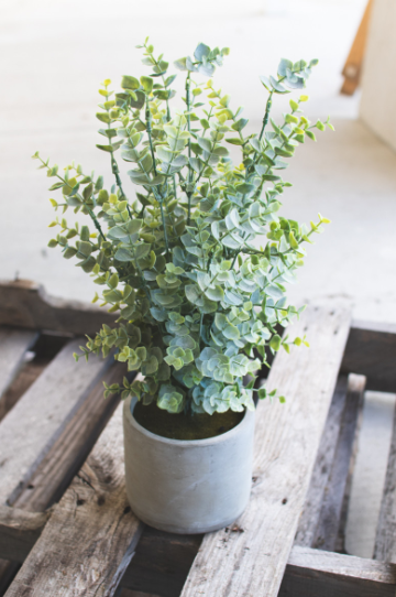 Tall boxwood sage in round cement pot