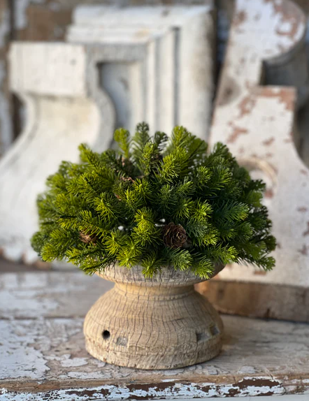 10" Angel Pine Half Sphere