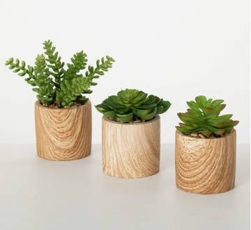 Wooden Potted Succulent - S/3