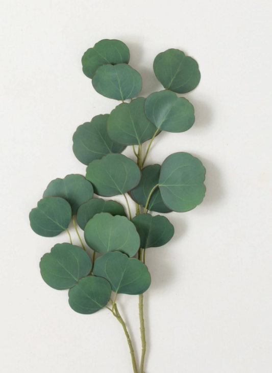 Silver Dollar Eucalyptus Spray