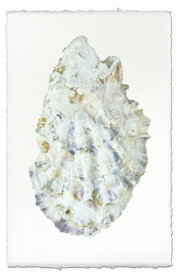 Oyster Study #2 - Champagne on Linen Shadowbox