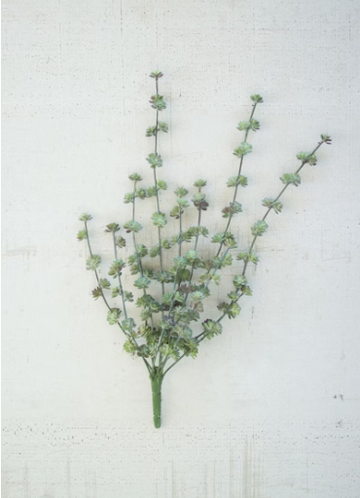 Succulent Bush