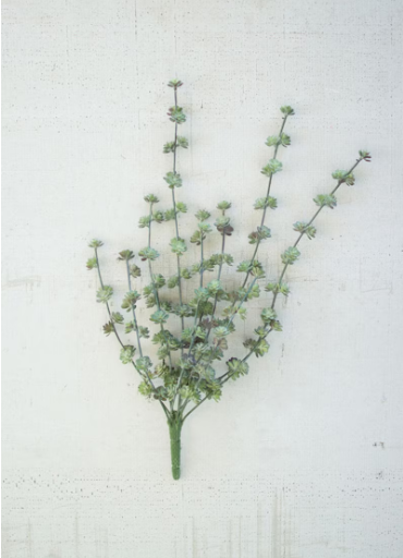 Succulent Bush