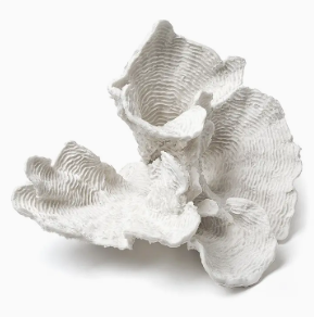 Large White Flower Coral