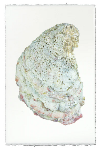 Oyster Study #4 - Champagne on Linen Shadowbox