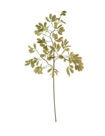 Botanica 3509