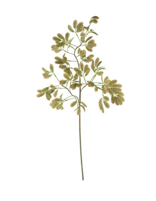 Botanica 3509