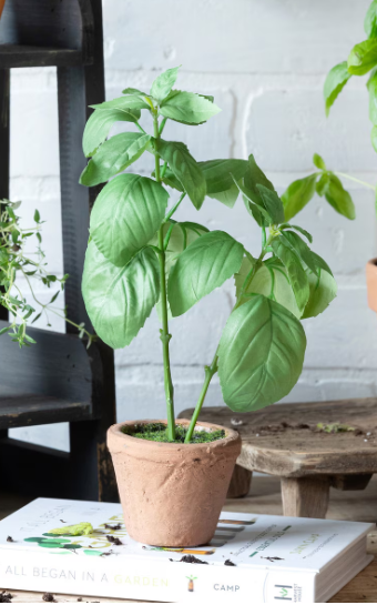 Basil Plant in Windowsill Pot