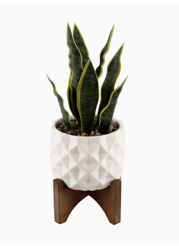 15.5" H Snake Plant in 5" Ceramic Planter on Stand