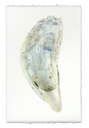 Oyster Study #5 - Champagne on Linen Shadowbox