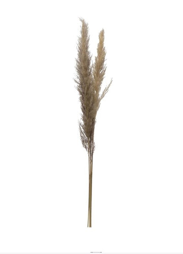Dried Natural Pampas Stems