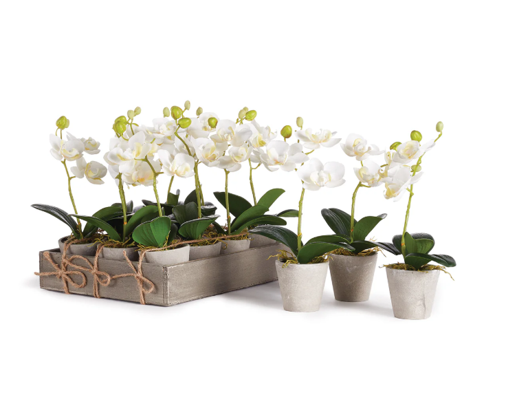 Mini Phalaenopsis 9" Pot