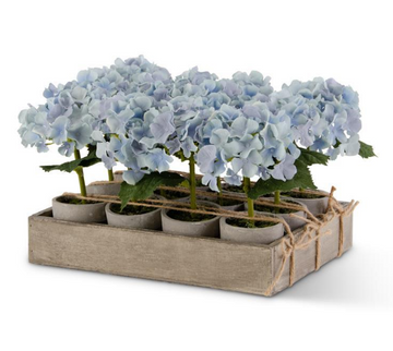 Potted Hydrangea