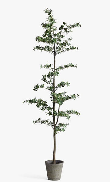 7 ft Olive Tree