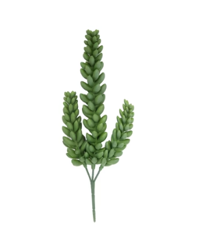 Succulent