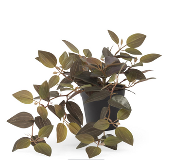 9 Inch Potted Black Jewel Orchid Plant
