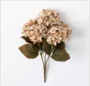 Hydrangea Bush