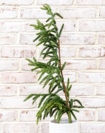 36" Evergreen Branch