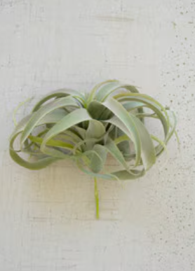 Extra Large Tillandsia Plant