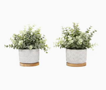 Eucalyptus in Cement + Wood Pot