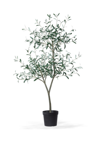 Tuscan Olive Tree in Grower's Pot