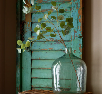Blue Gum Eucalyptus Stem