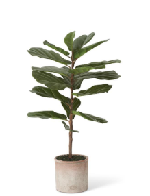 36" Fiddle Fig Leaf Fig Tree in Distressed Pot