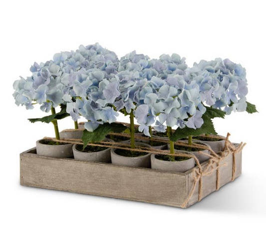 Potted Blue Hydrangea