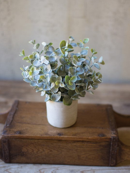 Boxwood Sage Plant in concrete pot