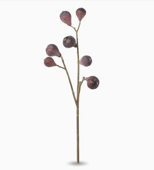 Carolina Fig Branch